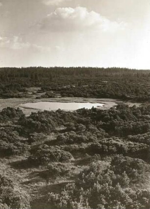 Erzgebirge. Großer Kranichsee nordöstlich von Graßlitz. Krummholzkiefern und verlandetes "Moorauge"