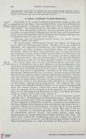 4: Innere weibliche Geschlechtsorgane