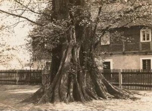 Wartha. Stamm der großen Ulme im Garten der Försterei