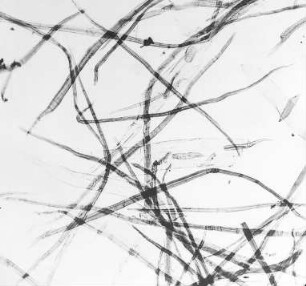 Rotbuchenzellstoff : Technikgeschichte | Stoffkunde und Materialprüfung | Stoffkunde | Faserstoffe