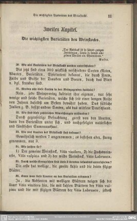 Zweites Kapitel. Die wichtigsten Varietäten des Weinstocks