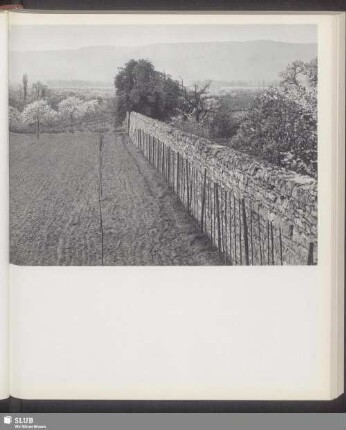 Blühende Obstfelder