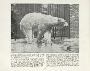 Eisbär