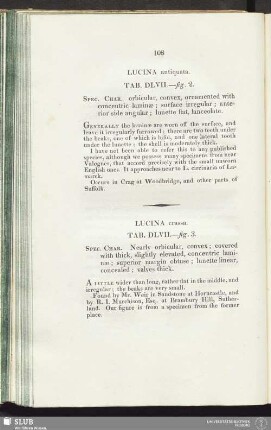Lucina antiquata. Tab. DLVII.—fig. 2