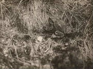 Erdkröte (Bufo bufo-Komplex)