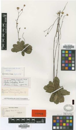 Sachsia divaricata Griseb. [lectotype]