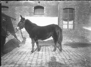 Maultier, Pferd, weiblich