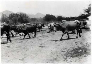 Chacovieh der Estancia Staudt in Villamontes