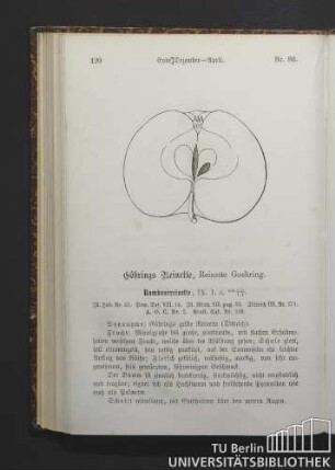 Nr. 80. Göhrings Reinette, Reinette Goehring.