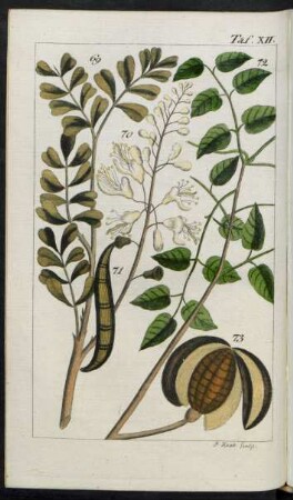 Taf. XII. Fig. 69. Der Brasilienholzbaum Fig. 72. Der Mahagonibaum