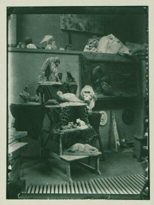 Atelier August Gaul, vermutlich Siegmundshof 11. Präsentation verschiedener Plastiken