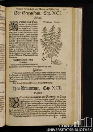 Cap. XCII. Von Braumwurz.