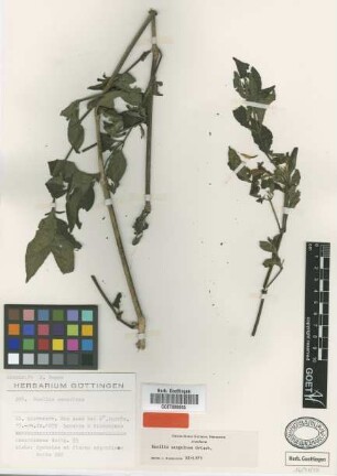 Ruellia sanguinea Griseb. [type]