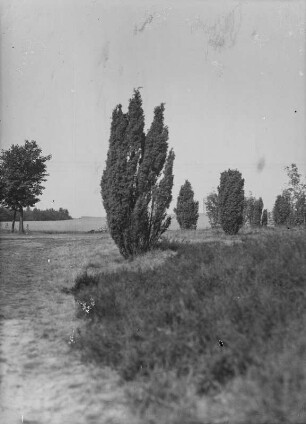 Lüneburger Heide : Lüneburger Heide. Flache Heidelandschaft mit Wacholder
