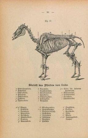 Fig. 47. Skelett des Pferdes von links