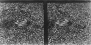 Ringelnatter : Ringelnatter (Natrix natrix).