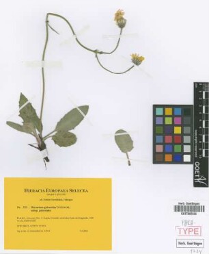 Hieracium galeroides Gottschl. subsp. galeroides Gottschl.[paratype]
