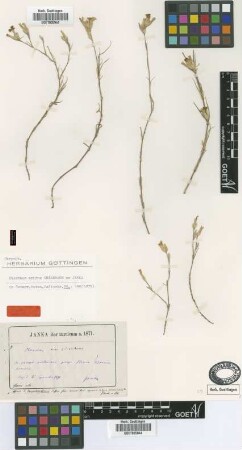 Dianthus aridus Griseb. ex Janka [type]