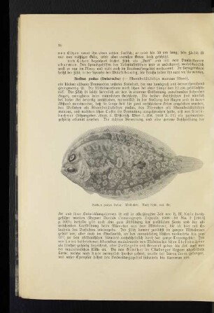 Bothus podas (Delaroche) ( = Rhomboidichthys mancus Risso)