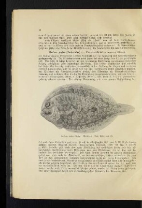 Bothus podas (Delaroche) ( = Rhomboidichthys mancus Risso)