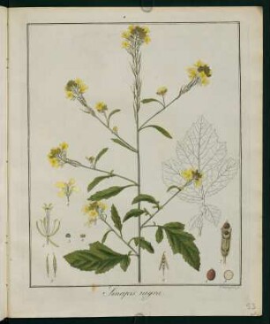 53r, Sinapis nigra