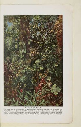 Brasilianischer Urwald