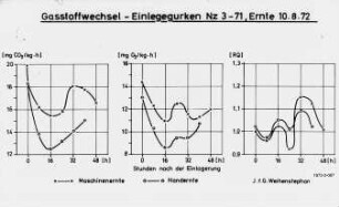 Gasstoffwechsel - Einlegegurken Nz 3-71, Ernte 10.8.1972