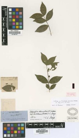 Malpighia oxycocca Griseb var. biflora (Poir.) Nied.