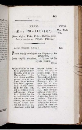 XXXVI. Der Wallfisch.