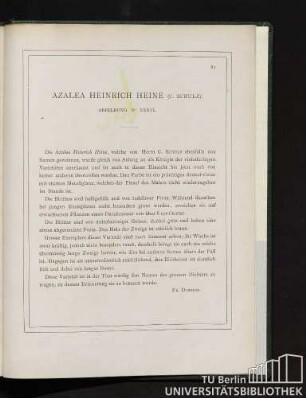 Azalea Heinrich Heine.
