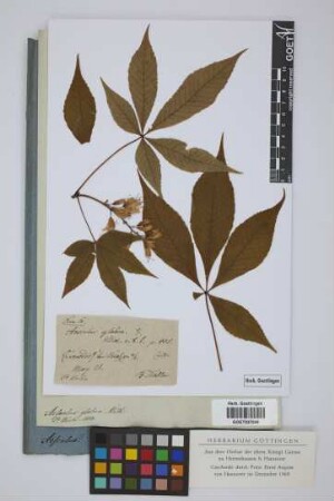 Aesculus glabra Willd.