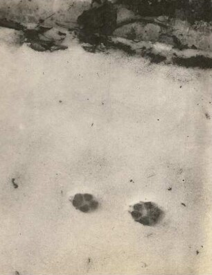 Rotfuchs (Vulpes vulpes L.), Trittsiegel des "schnürenden" Tieres im Schnee