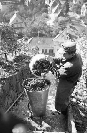 Weinlese in den Weinbergen der Staatlichen Rebveredelungsanstalt Durlach am Turmberg.