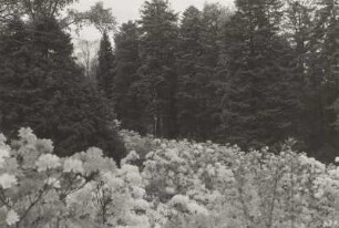 Foto, Kamenz, Hutberg. Rhododendronpark