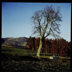 Neuenweg: Blick zum Belchen, Vordergrund kahler Baum