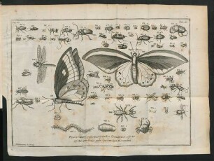 Figureae rariores e plurimis generibus Corollarii loco adjectae.