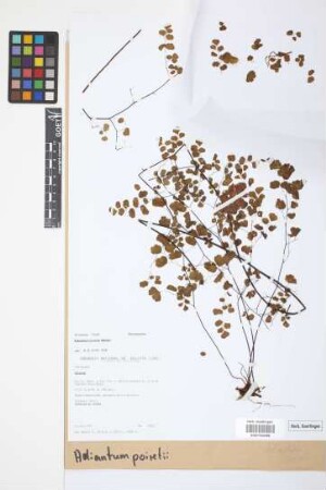 Adiantum poiretii