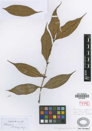 Calyptranthes sericea Griseb.
