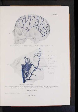 Venae capitis.
