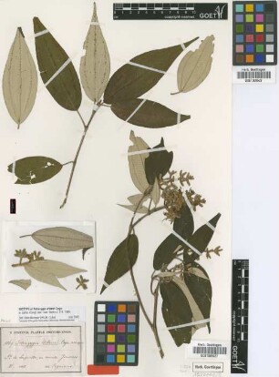 Tetrazygia urbanii Cogn.