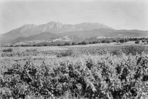 Landschaft : Blick über Weinstöcke in Richtung der Berge