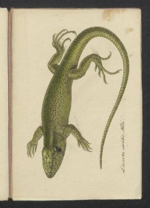 Lacerta viridis Mihi.