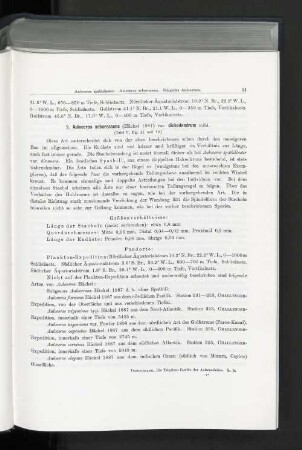 2. Auloceros arborescens (Häckel 1887) var. dichodendrum mihi.