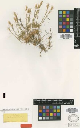 Dianthus erinaceus Boiss. [type]