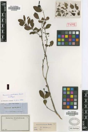 Mouriri spathulata Griseb. [lectotype]