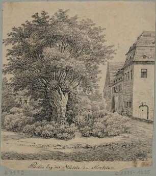 An der alten Mühle in Strehlen (Dresden-Strehlen) am Kaitzbach in der Dohnaer Straße, mit altem Weidenbaum