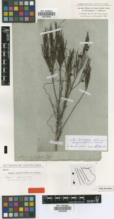 Acacia pungioniformis H.L.Wendl. [holotype]