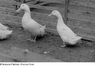 Enten in einem Gehege