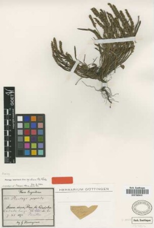 Plantago linearis Kunth var. Pilg. densa[Isosyntype]
