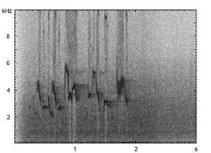 Rubinkehlchen | Luscinia calliope - Gesang